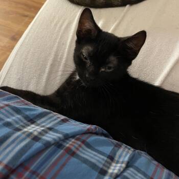 Sparrow -  Domestic Short Hair Cat Available for Adoption in Fort Lauderdale, Florida - Sparrow | PetCurious