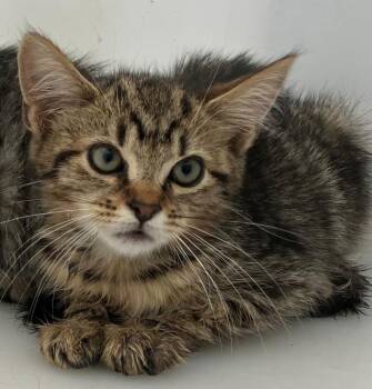 Jenga -  Domestic Short Hair Cat for Adoption - Jenga | PetCurious