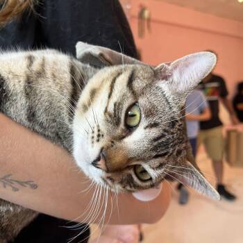 Winkle -  Domestic Short Hair Cat for Adoption in Fairfax Station, Virginia - Winkle | PetCurious