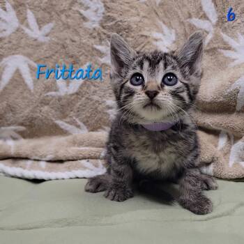 Frittata -  Domestic Short Hair Cat for Adoption in Parkersburg, West Virginia - Frittata | PetCurious