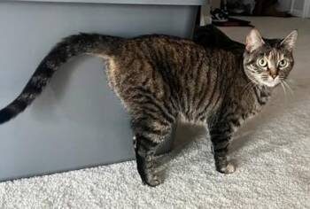 Lou (& Woody) -  Domestic Short Hair Cat for Adoption in Fairfax, Virginia - Lou (& Woody) | PetCurious