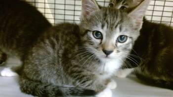 Domestic Short Hair Cats Available for Adoption in Doral, Florida - HEWY | PetCurious