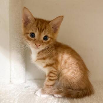 Gouda -  Domestic Short Hair Cat for Adoption in NEW PT RICHEY, Florida - Gouda | PetCurious