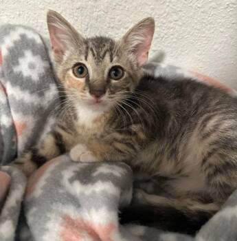 Domestic Short Hair Cats Available for Adoption in Oviedo, Florida - Louise | PetCurious