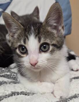 Rescue Domestic Short Hair Cats for Adoption in Wayne, New Jersey - Emmett | PetCurious