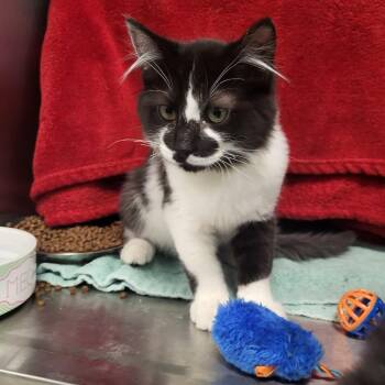 Sam -  Domestic Short Hair Cat for Adoption in Fort Wayne, Indiana - Sam | PetCurious