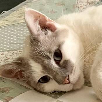 Crystal -  Siamese Cat Available for Adoption in Houghton Lake, Michigan - Crystal | PetCurious