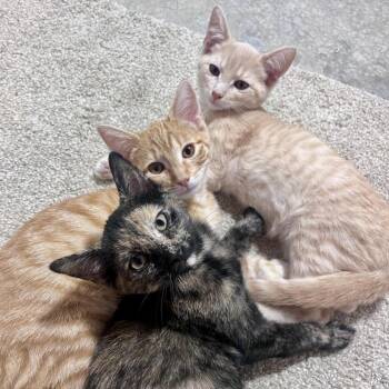 Creamy -  Domestic Short Hair Cat for Adoption in Overland Park, Kansas - Creamy | PetCurious