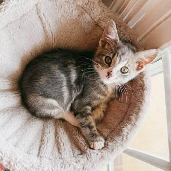 Stewart -  Domestic Short Hair Cat for Adoption in Huntsville, Alabama - Stewart | PetCurious