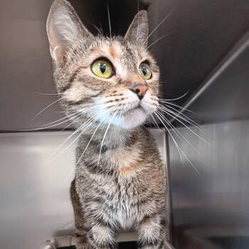 Cinderpelt -  Domestic Short Hair Cat for Adoption in Winthrop, Maine - Cinderpelt | PetCurious
