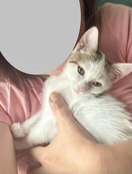 Mochi -  Domestic Short Hair Cat for Adoption in Herndon, Virginia - Mochi | PetCurious