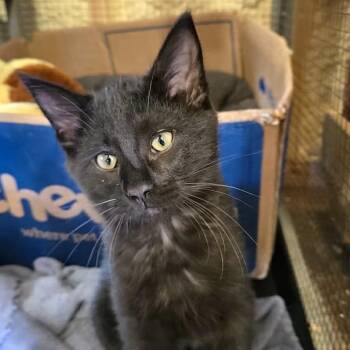 Domestic Short Hair Cats Available for Adoption in Park Falls, Wisconsin - Raven | PetCurious