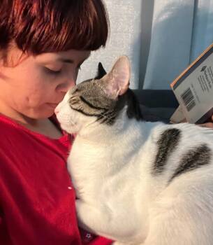 American Shorthair Cats Available for Adoption - Moo Moo | PetCurious