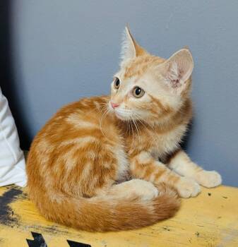 Walter -  Domestic Short Hair Cat for Adoption in Valley Park, Oklahoma - Walter | PetCurious