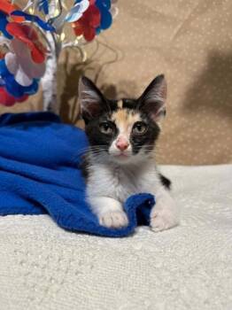 Velcro -  Domestic Short Hair Cat for Adoption in Groveland, Massachusetts - Velcro | PetCurious