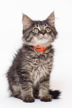Domestic Medium Hair Cats Available for Adoption - Buddy | PetCurious