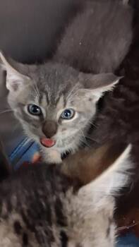 Domestic Short Hair Cats Available for Adoption in Burnsville, North Carolina - Froodle | PetCurious