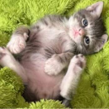 Domestic Short Hair Cats Available for Adoption in Austin, Texas - Winning Tribute 3 | PetCurious