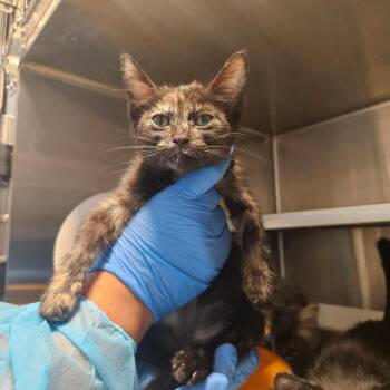 Domestic Short Hair Cats Available for Adoption in Los Angeles, California - Cleo Lion | PetCurious