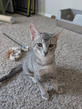 Rescue Domestic Short Hair Cats for Adoption in San Antonio, Texas - Ash | PetCurious