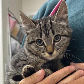 Alice -  Domestic Short Hair Cat Available for Adoption in Spokane, Washington - Alice | PetCurious