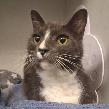 Mauricio -  Domestic Short Hair Cat for Adoption in Dayton, Ohio - Mauricio | PetCurious