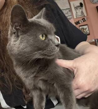 Remy -  Domestic Short Hair Cat for Adoption in Madison Heights, Michigan - Remy | PetCurious