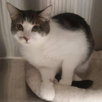 Domestic Short Hair Cats Available for Adoption - Alvin | PetCurious