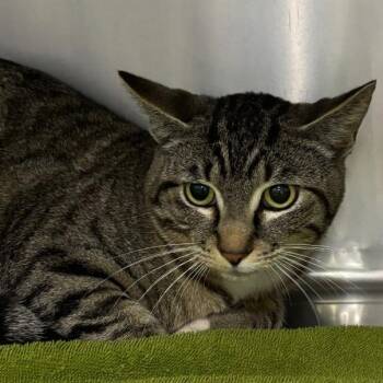 Randy -  Domestic Short Hair Cat for Adoption in Spokane, Washington - Randy | PetCurious