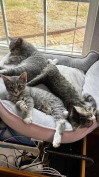 Domestic Short Hair and Tabby Cats Available for Adoption in Frisco, Texas - Sparkles | PetCurious