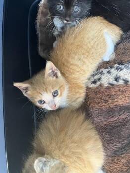 Domestic Short Hair Cats Available for Adoption in Palmetto, Florida - A135833 | PetCurious