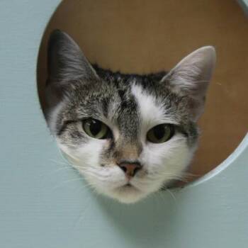 Vasya -  Domestic Short Hair Cat for Adoption in Richmond, Virginia - Vasya | PetCurious