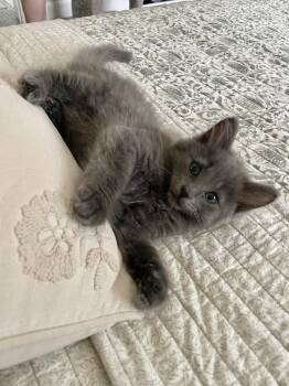 Butter Bean -  Domestic Long Hair Cat for Adoption in Plymouth, Michigan - Butter Bean | PetCurious
