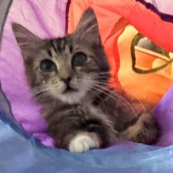 Will* -  Domestic Medium Hair Cat for Adoption in San Gabriel, California - Will* | PetCurious