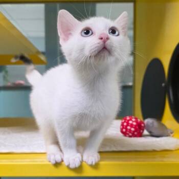 Juanito -  Domestic Short Hair Cat for Adoption in Abilene, Texas - Juanito | PetCurious