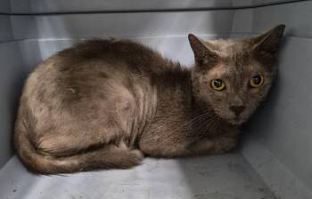 Gray-Gray -  Domestic Short Hair Cat for Adoption in Christiansburg, Virginia - Gray-Gray | PetCurious