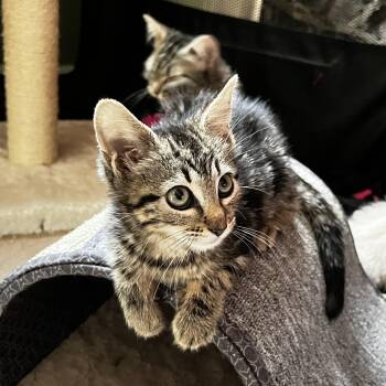 Luna -  Domestic Short Hair Cat for Adoption in Maplewood, New Jersey - Luna | PetCurious