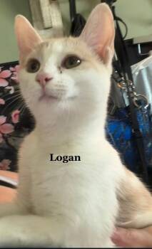 Logan -  Domestic Short Hair Cat for Adoption in Morehead, Kentucky - Logan | PetCurious