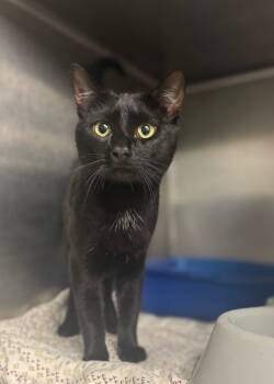 Rescue Domestic Short Hair Cats for Adoption in Hopkinsville, Kentucky - Noche/Kito | PetCurious