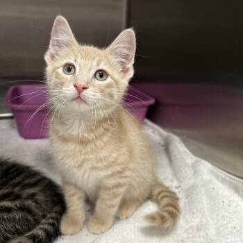 Domestic Short Hair Cats Available for Adoption in La Grange Park, Illinois - Isla 2 Of 2 | PetCurious