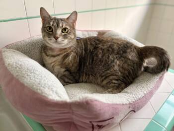 Domestic Short Hair Cats Available for Adoption - Precious | PetCurious
