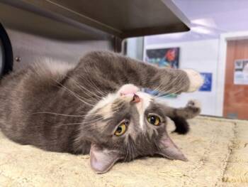 JR -  Domestic Short Hair Cat for Adoption in Santa Cruz, California - JR | PetCurious