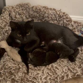 Pour Over -  Domestic Short Hair Cat for Adoption in Delaware, Ohio - Pour Over | PetCurious