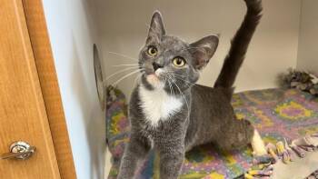 Big Tex -  Domestic Short Hair Cat for Adoption in Chestertown, Maryland - Big Tex | PetCurious