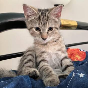 Rescue British Shorthair and Domestic Short Hair Cats for Adoption in Columbus, Ohio - SPECK | PetCurious