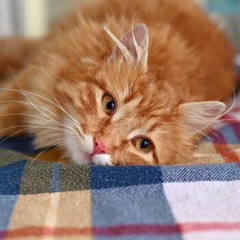 Domestic Long Hair Cats Available for Adoption - Butterbeans | PetCurious
