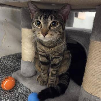 Domestic Short Hair Cats Available for Adoption in Oak Brook, Illinois - Kanga | PetCurious