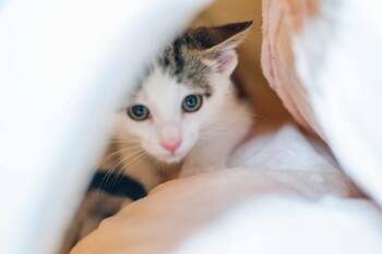 Bill -  Domestic Short Hair Cat for Adoption in Hilton Head Island, South Carolina - Bill | PetCurious