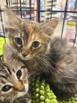 Caramel -  Domestic Medium Hair Cat for Adoption in Shawnee, Kansas - Caramel | PetCurious