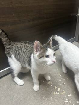 Rescue Domestic Short Hair Cats for Adoption in Austin, Texas - Caiden | PetCurious